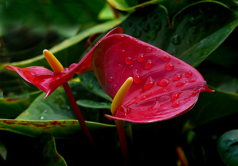 Anthurium Plant