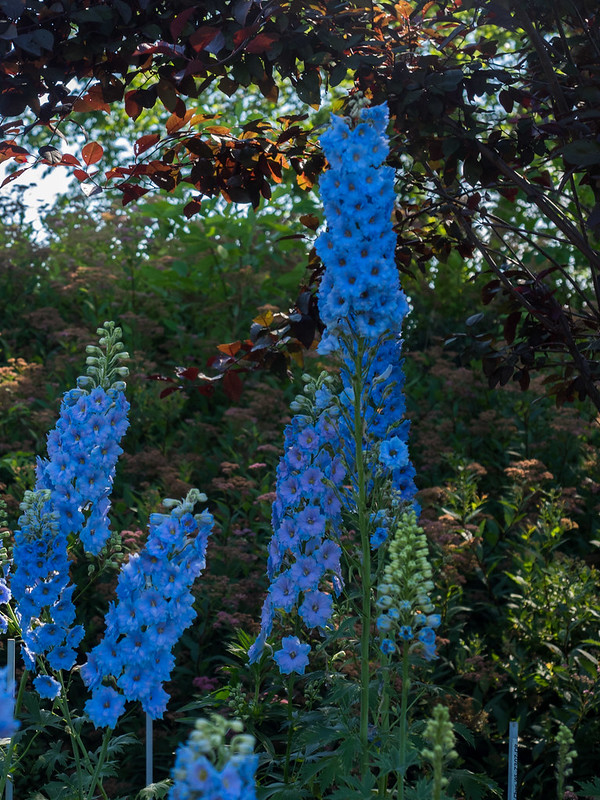 delphinium flowers