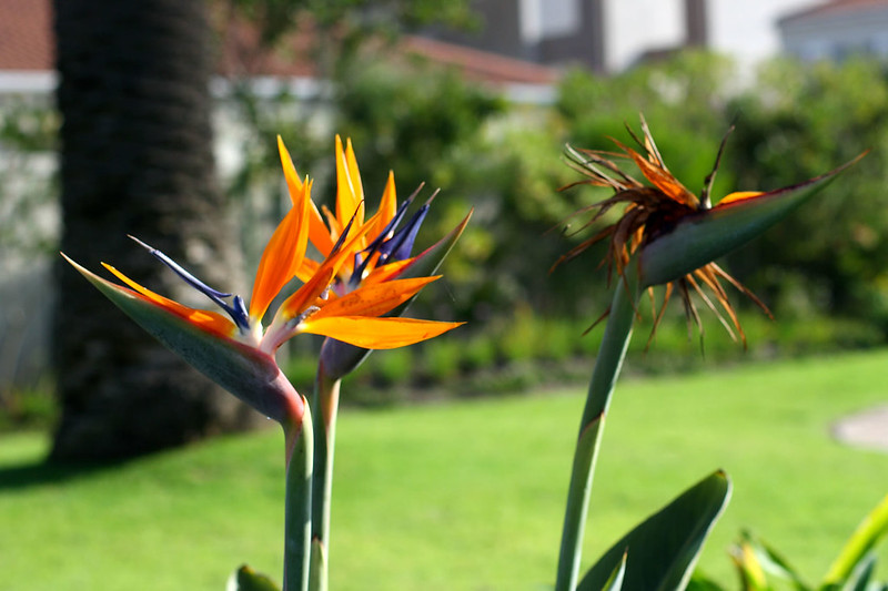 Bird of Paradise