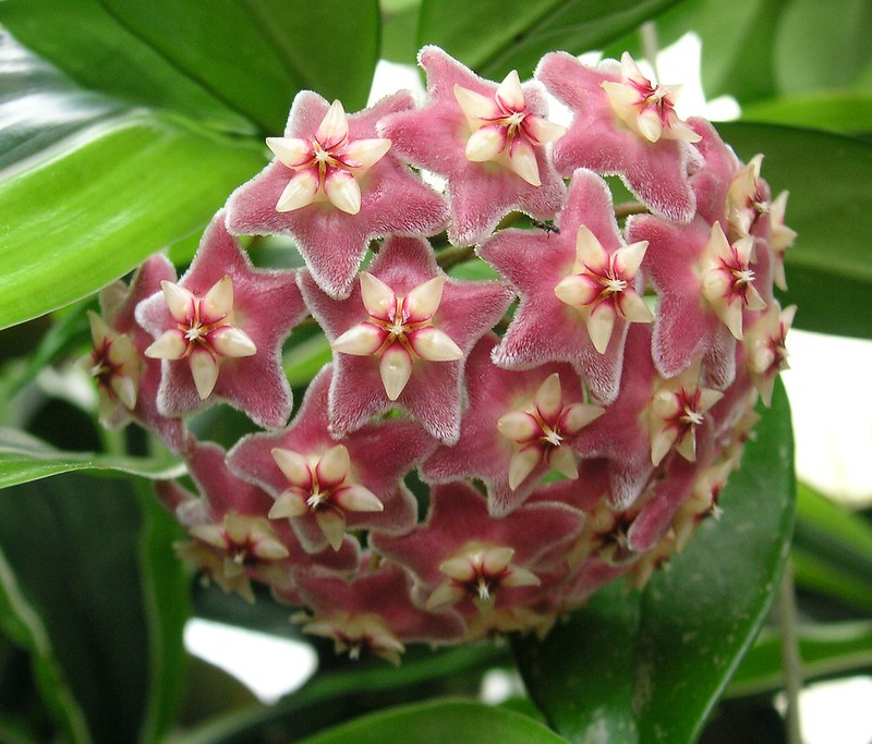 hoya plants