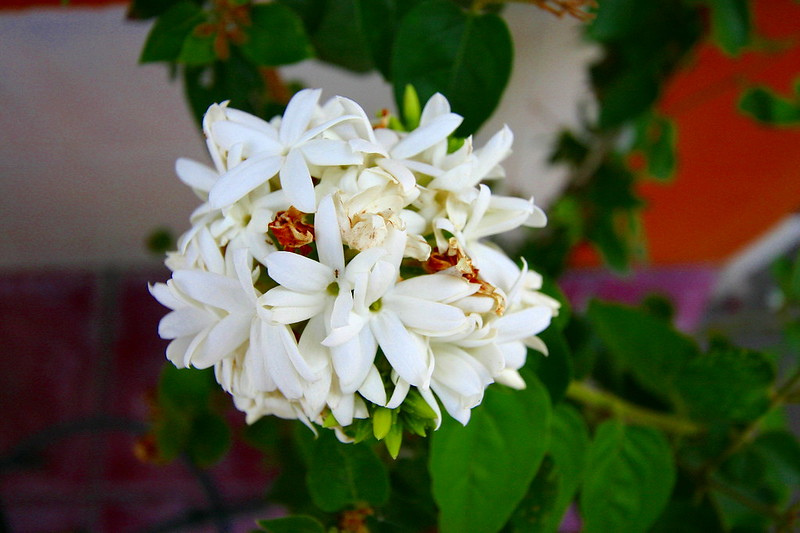 jasmine plants