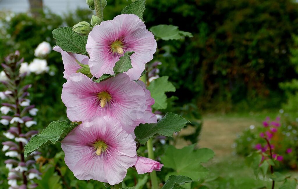 Hollyhock flowers