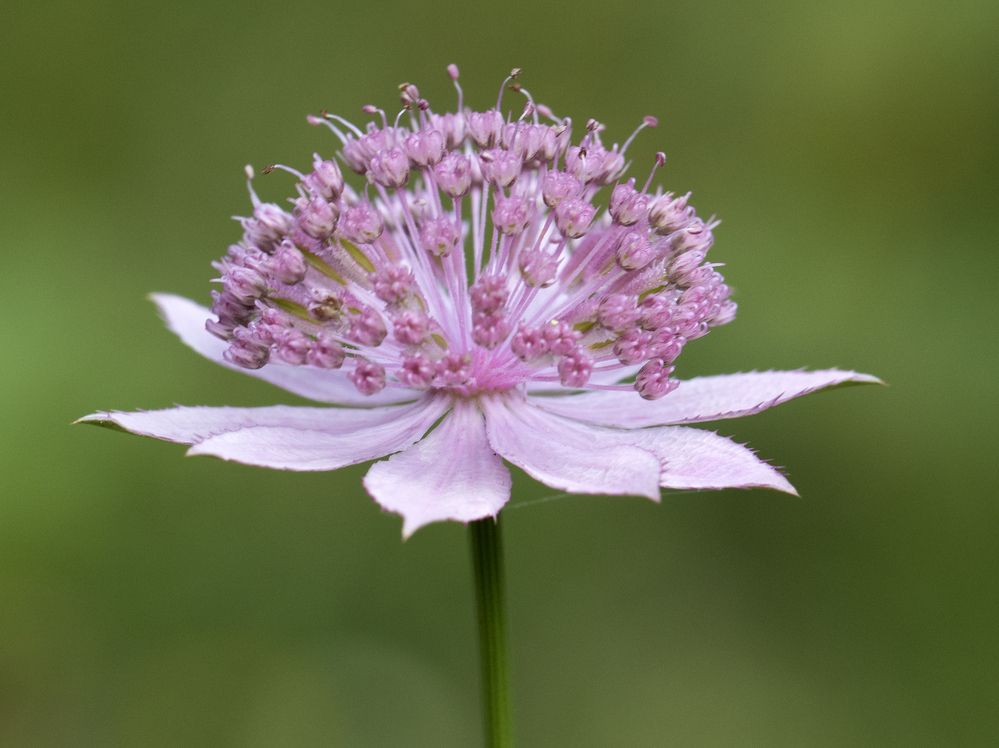 Astrantias