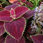 Plectranthus Scutellarioides (Coleus Blumei)