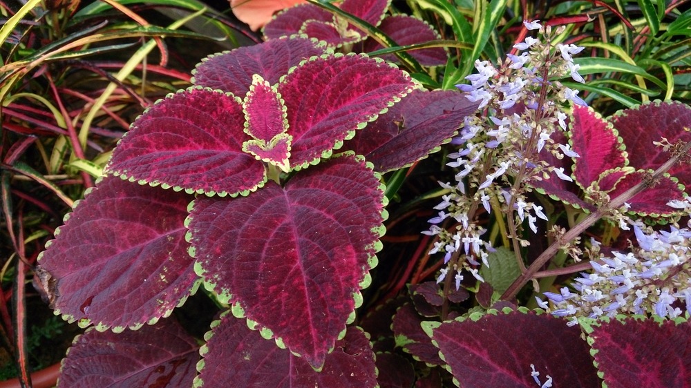 Plectranthus Scutellarioides (Coleus Blumei)