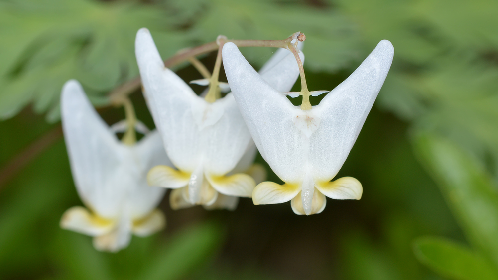 Dutchman’s Breeches