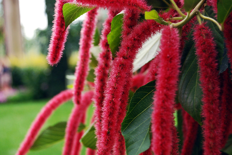 Chenille Plants