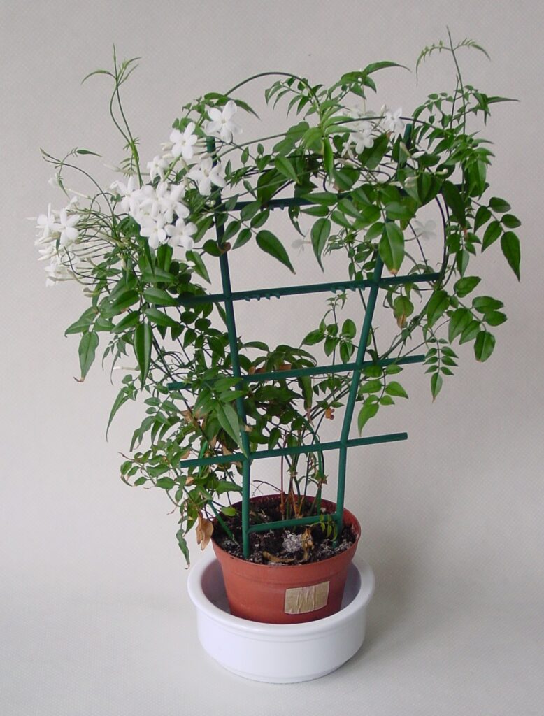 jasmine plants