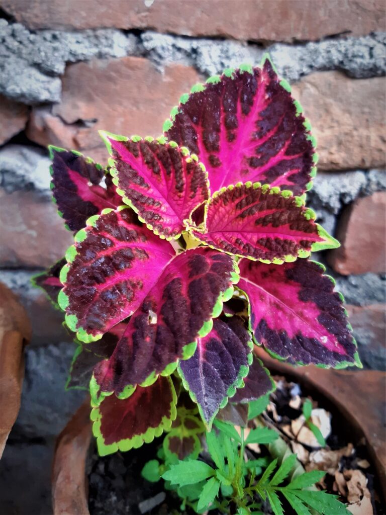 Plectranthus Scutellarioides (Coleus Blumei)