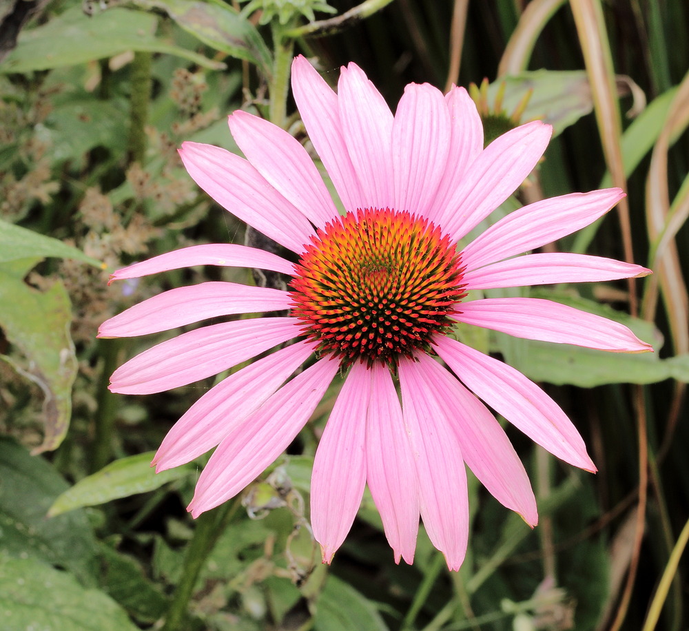 Coneflower