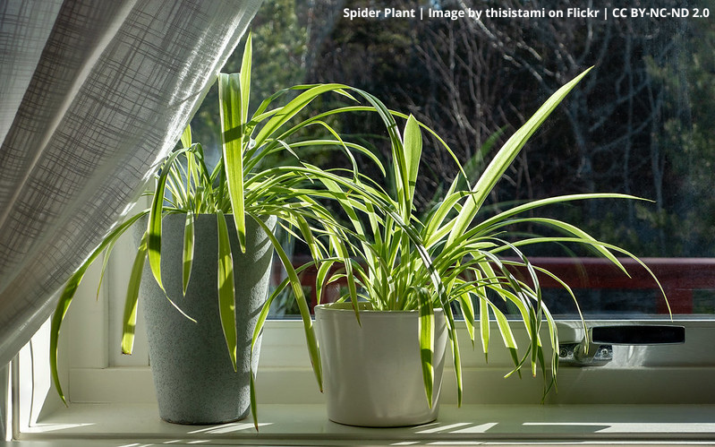 Spider Plant | Image by thisistami on Flickr | CC BY-NC-ND 2.0