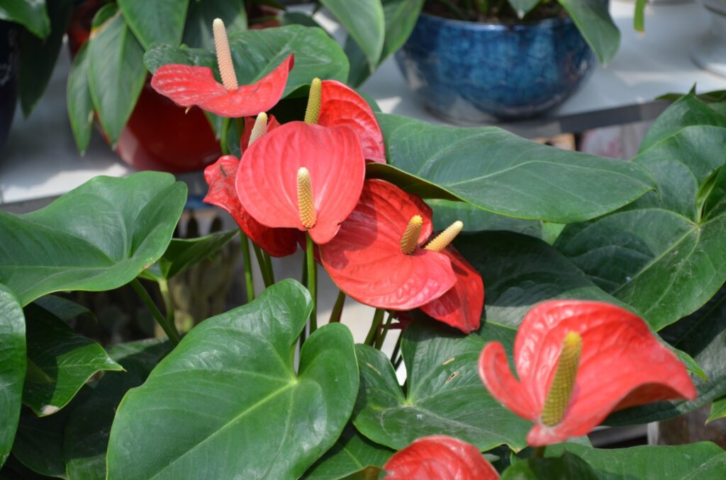 Anthurium plant