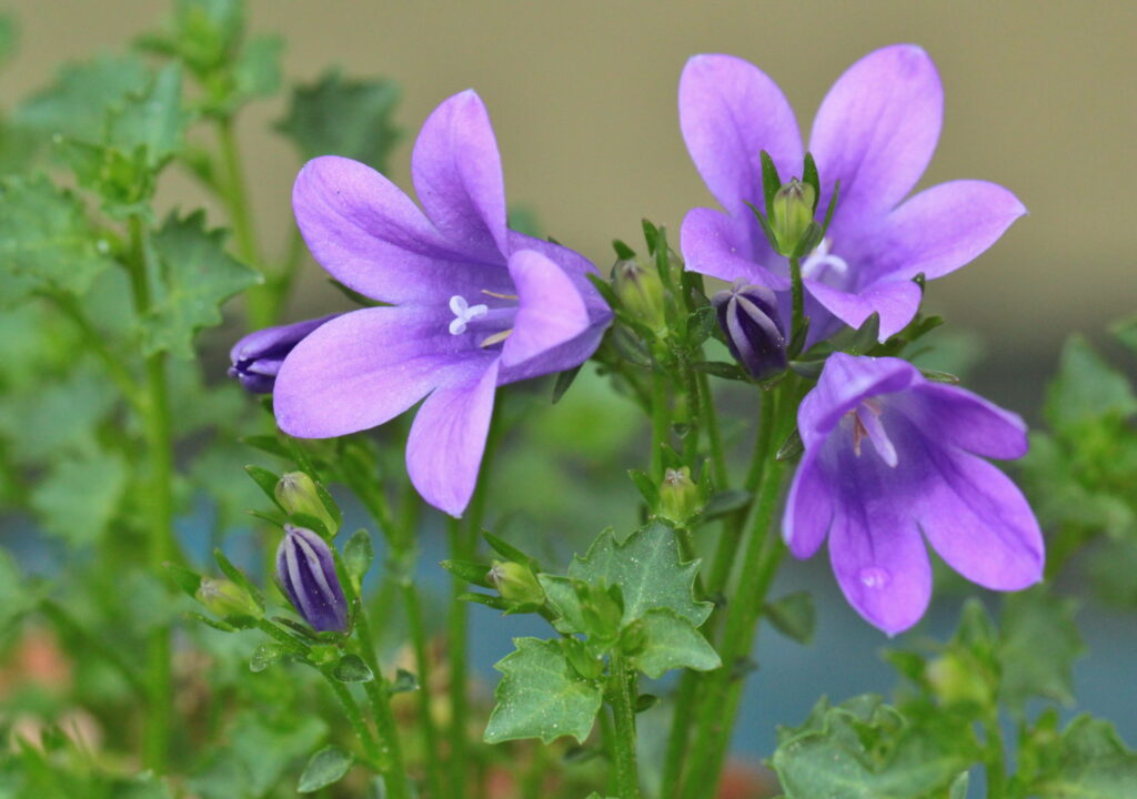 Bellflowers