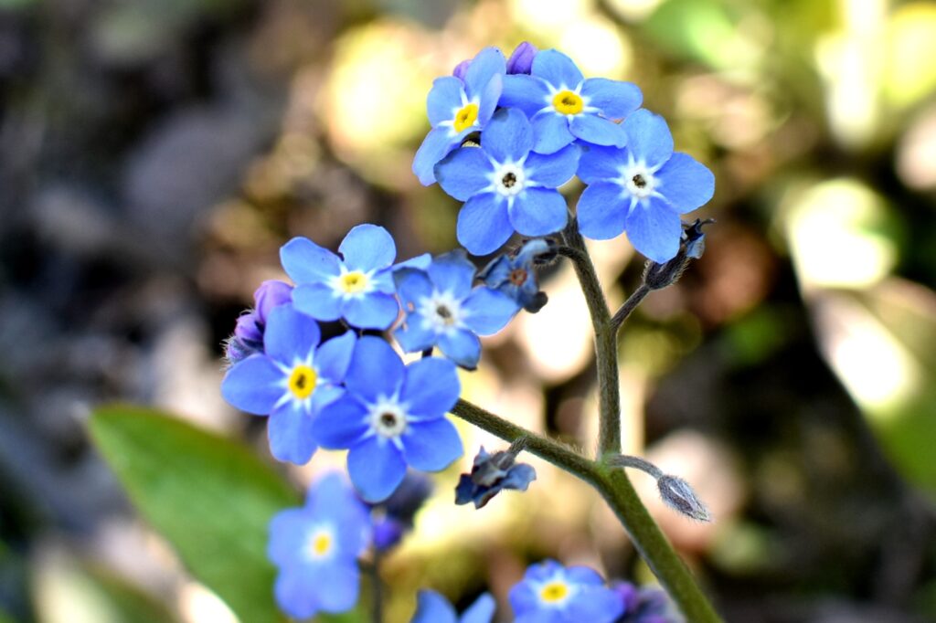 Forget-me-not