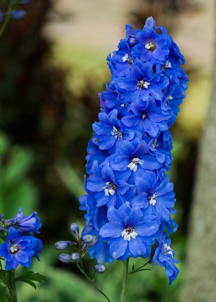 delphinium flowers