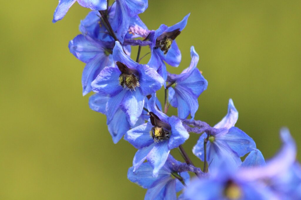 delphinium flowers