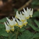 Dutchman’s Breeches