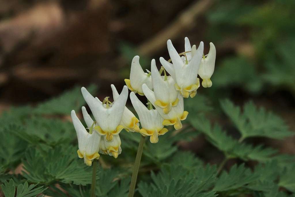 Dutchman’s Breeches