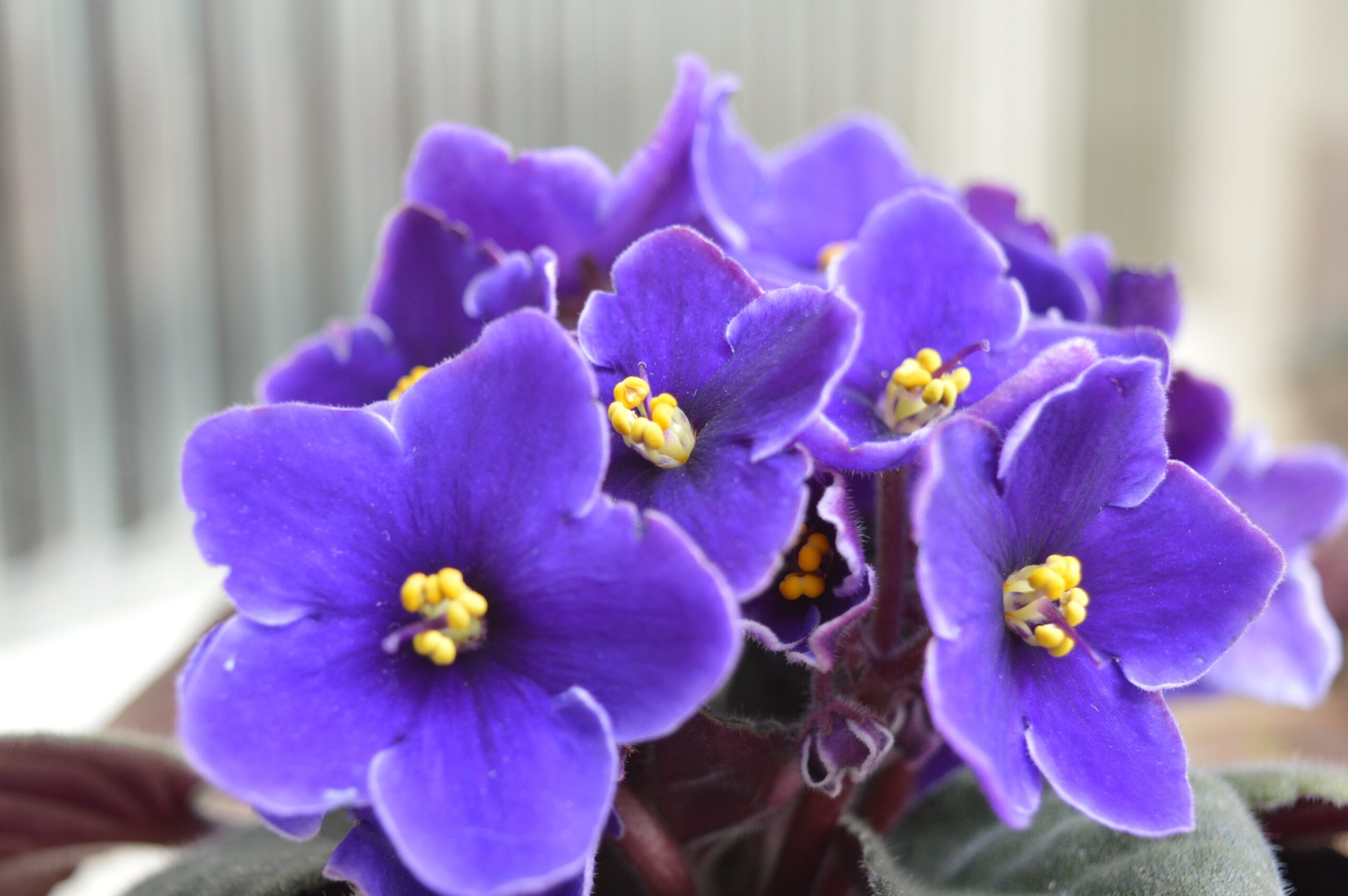 African violets