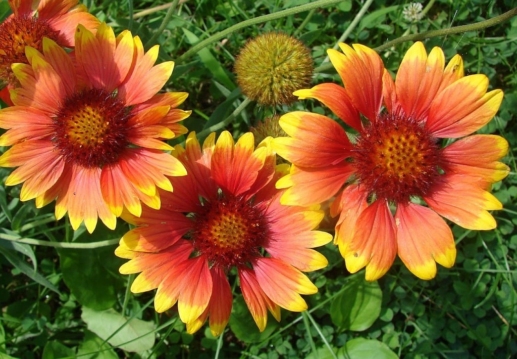 blanket flowers