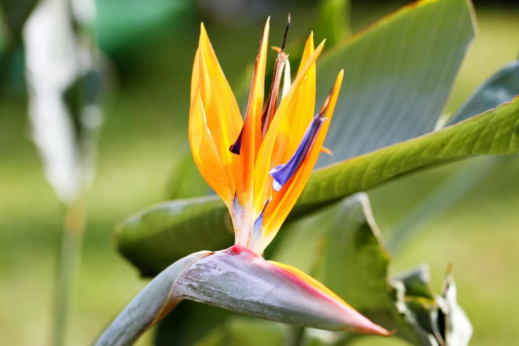 Bird of Paradise