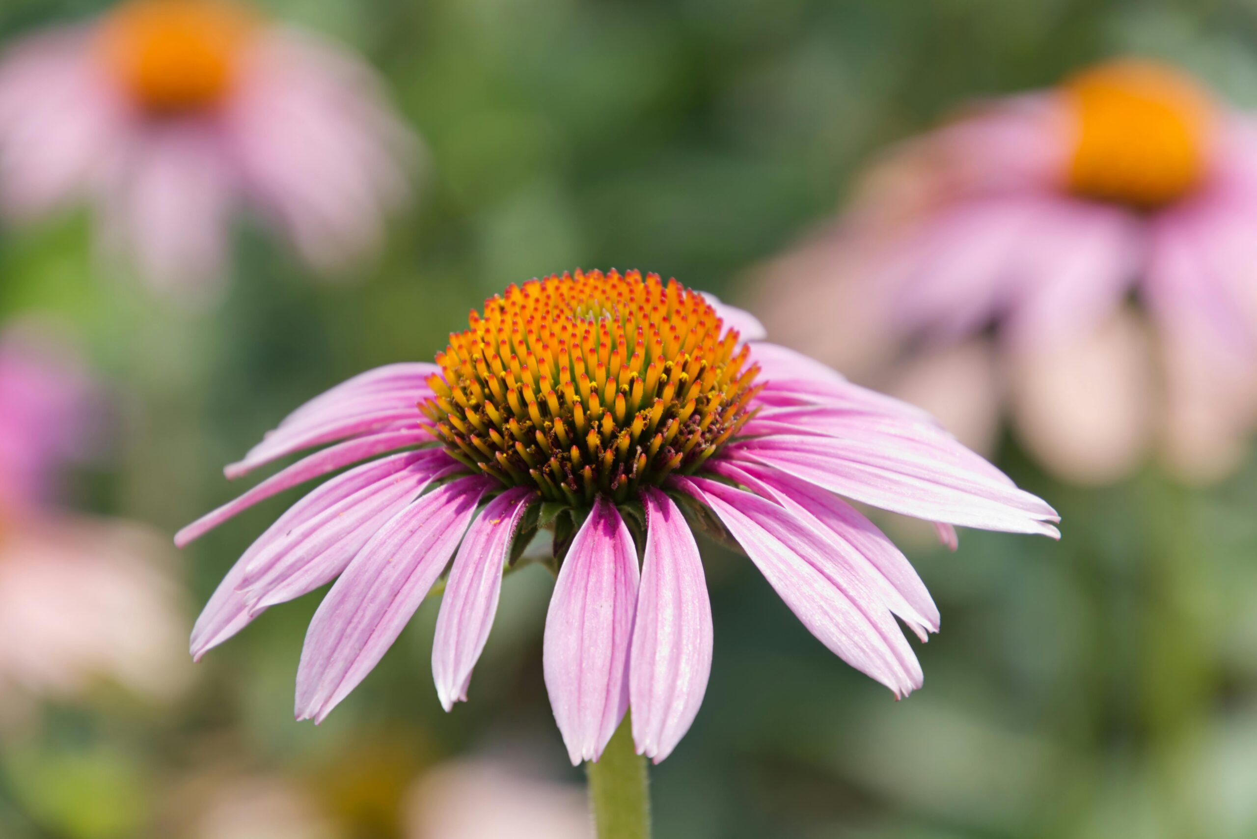 Coneflower