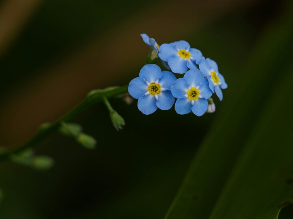 Forget-me-not 