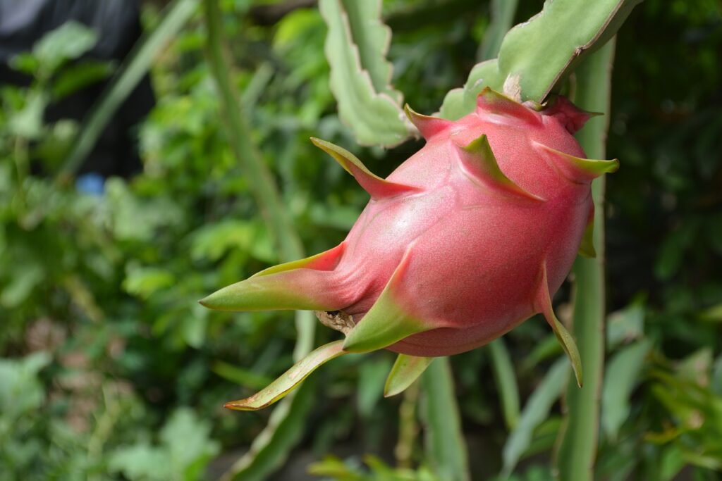 dragon fruit plant