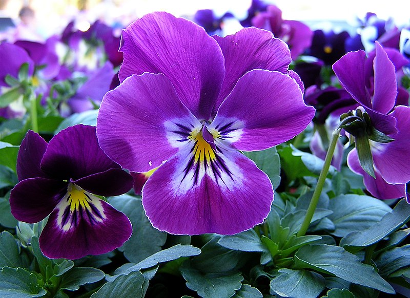 pansies